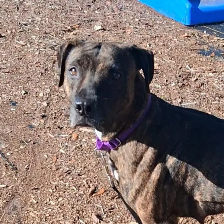 An adult medium-sized female Brindle Mixed Breed dog named Miley for adoption in West Palm Beach, FL