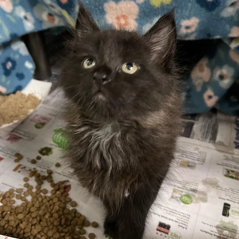 A baby small-sized male Black Domestic Short Hair cat named Inky for adoption in Clearwater, FL
