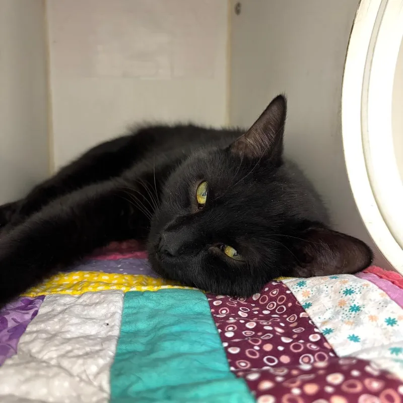 A young medium-sized male Black Domestic Short Hair cat named Temu for adoption in Naperville, IL