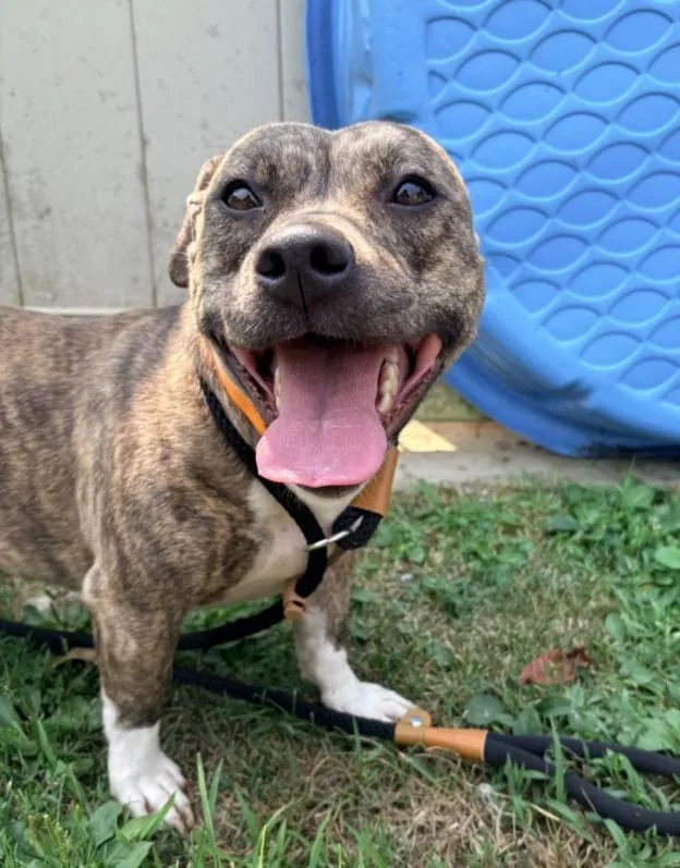 A young medium-sized female Pit Bull Terrier dog named Miller for adoption in Hagerstown, MD