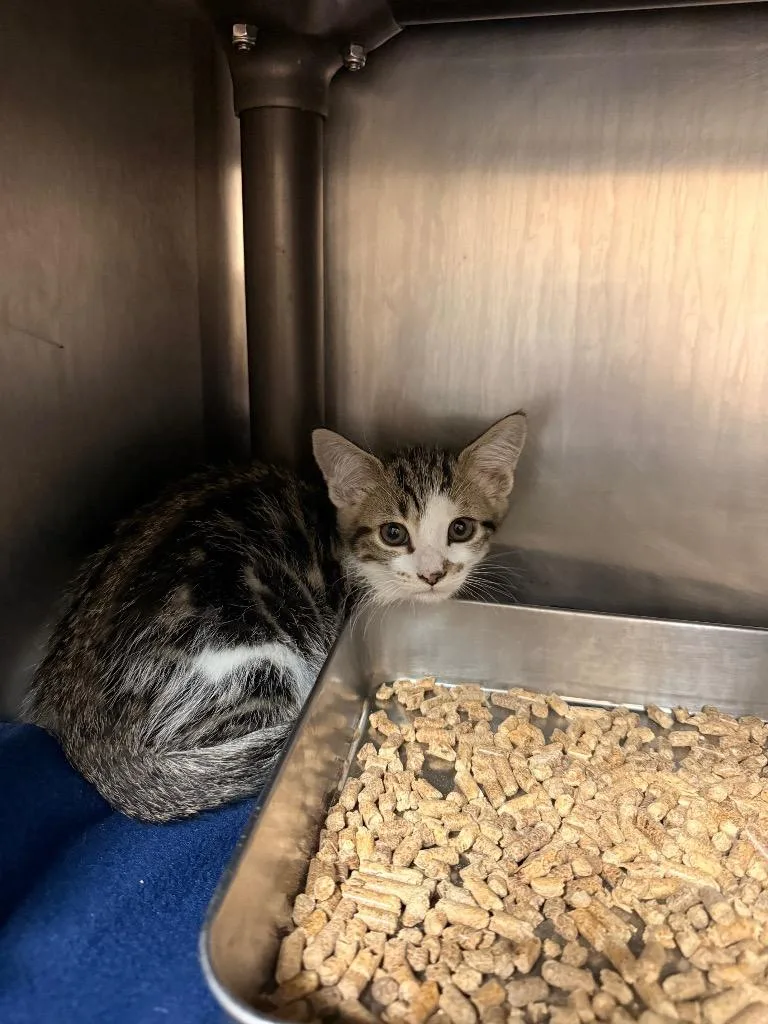 A baby medium-sized male Domestic Short Hair cat named Poseidon for adoption in Burnsville, NC