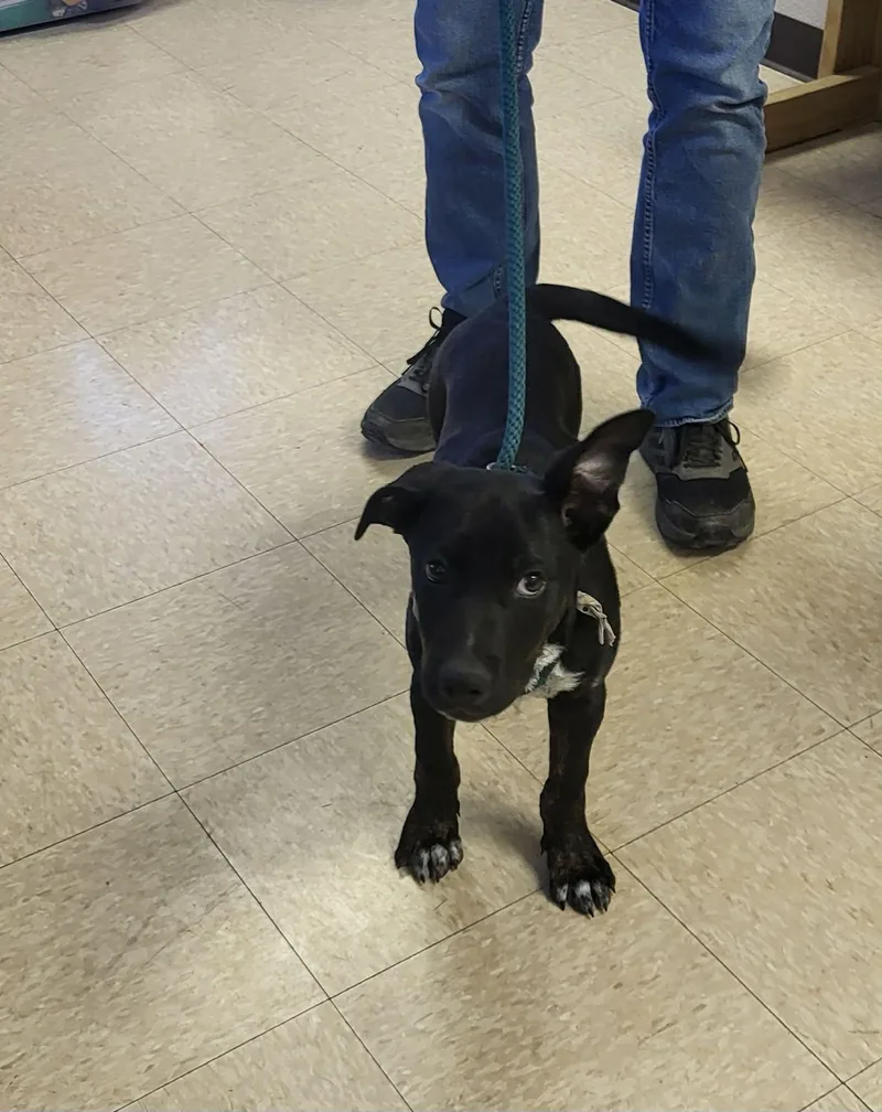 A baby small-sized male Labrador Retriever dog named Wesley for adoption in Muncie, IN