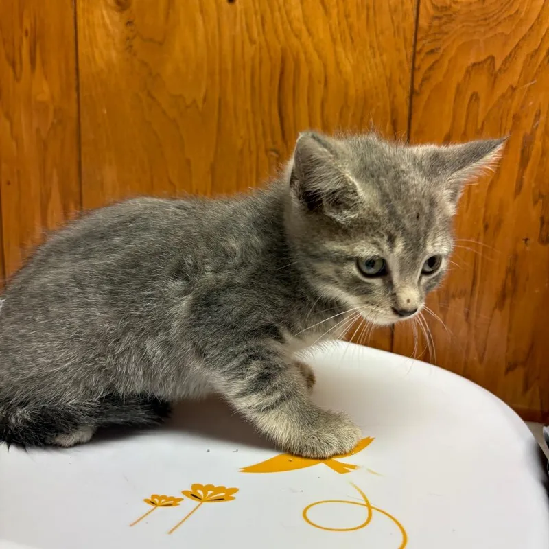 A baby small-sized female Gray / Blue / Silver American Shorthair cat named Sega for adoption in Greenfield, IN