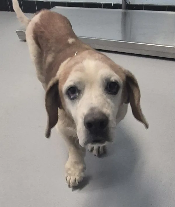 A senior medium-sized female Beagle dog named Pen for adoption in Lawrenceville, GA
