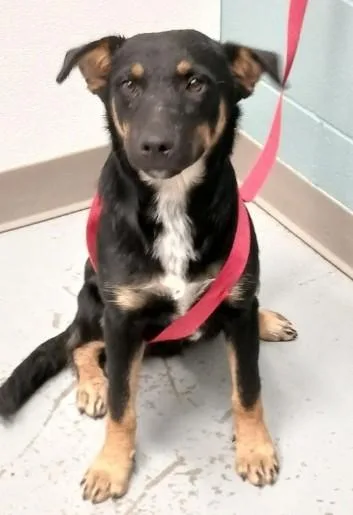 An adult large-sized male Shepherd dog named George for adoption in Kansas City, MO