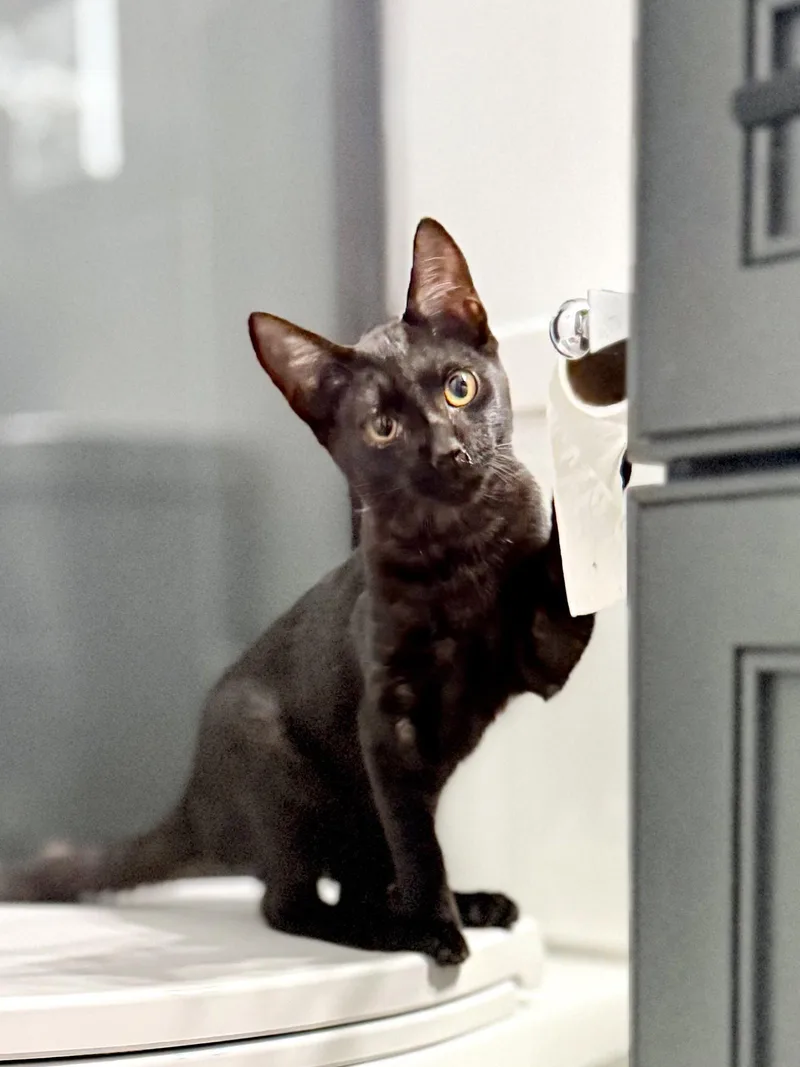 A young medium-sized male Black Domestic Short Hair cat named Fossil for adoption in Scottsdale, AZ