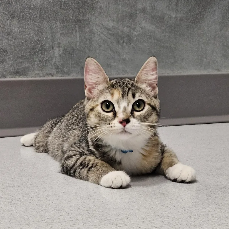 A baby small-sized female Gray & White Domestic Short Hair cat named Toulouse for adoption in Endicott, NY