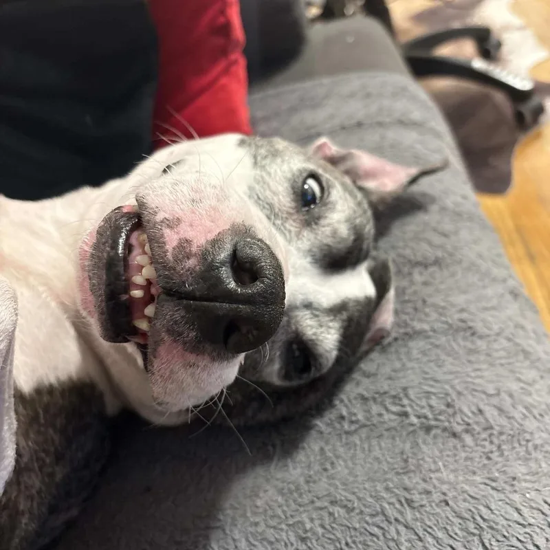 A senior medium-sized male Brindle American Staffordshire Terrier dog named Cinco for adoption in Long Island City, NY
