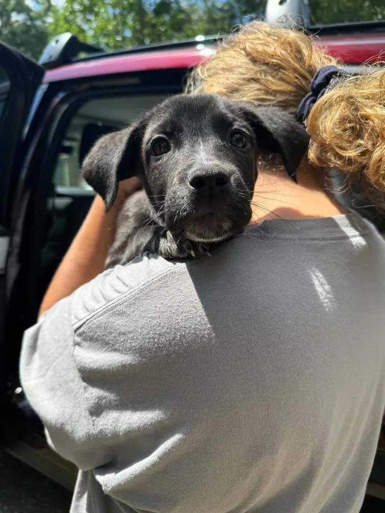 A baby medium-sized female Black Boxer dog named Leslie for adoption in Leverett, MA