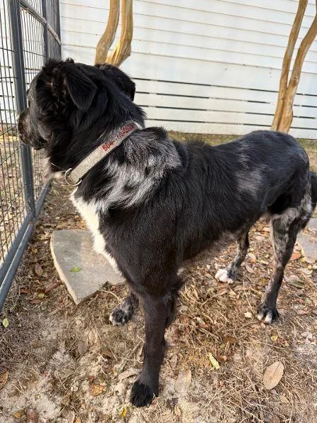 An adult medium-sized male Border Collie dog named Palmer for adoption in Pass Christian, MS