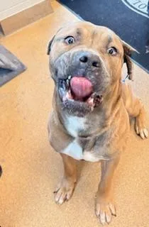 A young large-sized male Brown / Chocolate Cane Corso dog named Caesar for adoption in Mount Juliet, TN