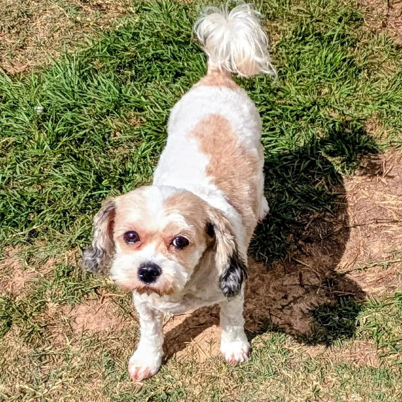 A senior small-sized female Brown / Chocolate Cavalier King Charles Spaniel dog named Stormy Sea for adoption in Houston, TX
