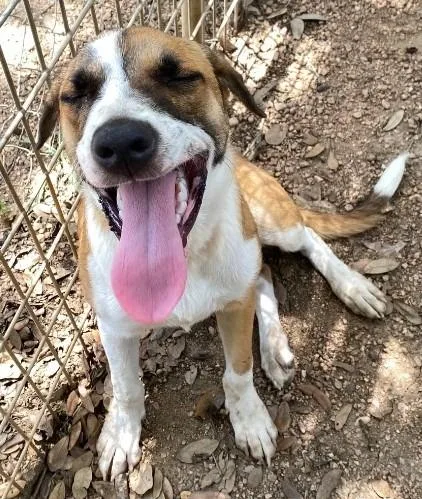 A young large-sized female Mixed Breed dog named Diamond for adoption in Lockhart, TX