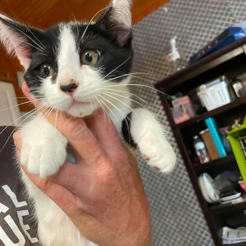A baby small-sized male Black Domestic Short Hair cat named George for adoption in Hemet, CA