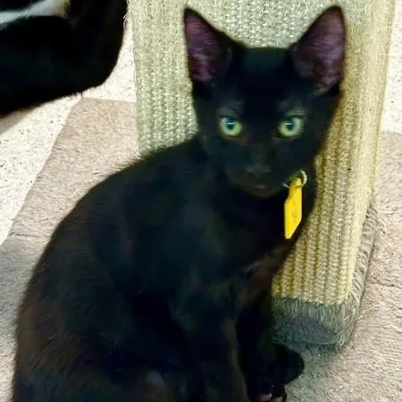 A baby medium-sized male Black Bombay cat named Dale  Sweet & for adoption in Hoquiam, WA