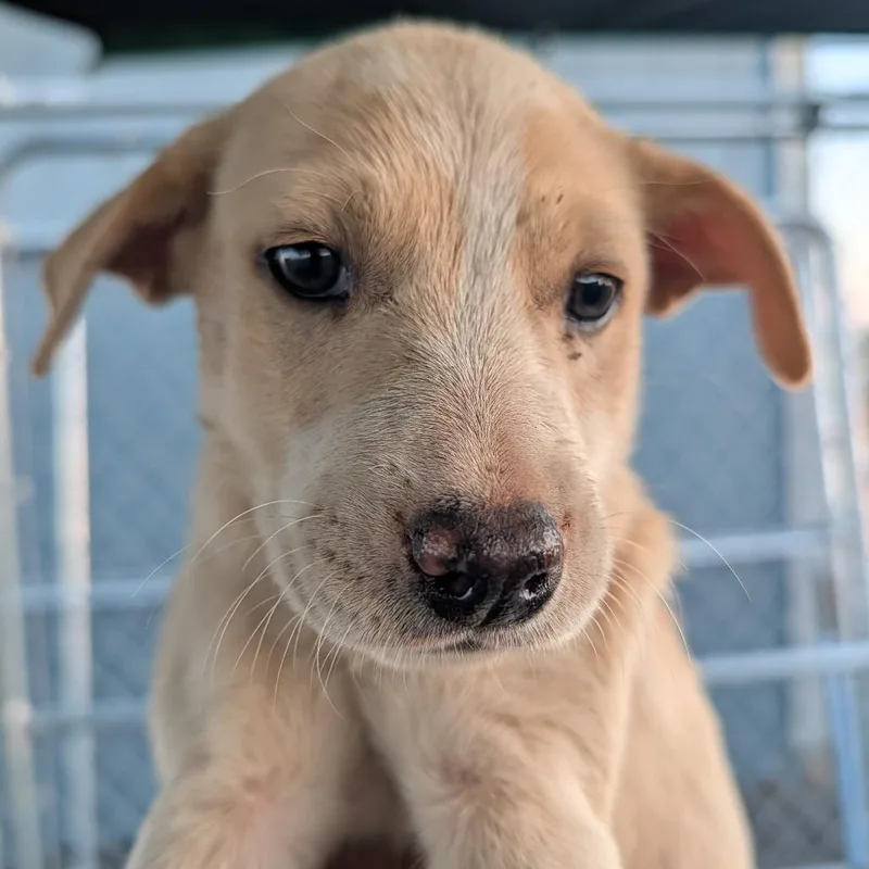 A baby small-sized female Yellow / Tan / Blond / Fawn Mixed Breed dog named Patsy for adoption in Spanish Fork, UT