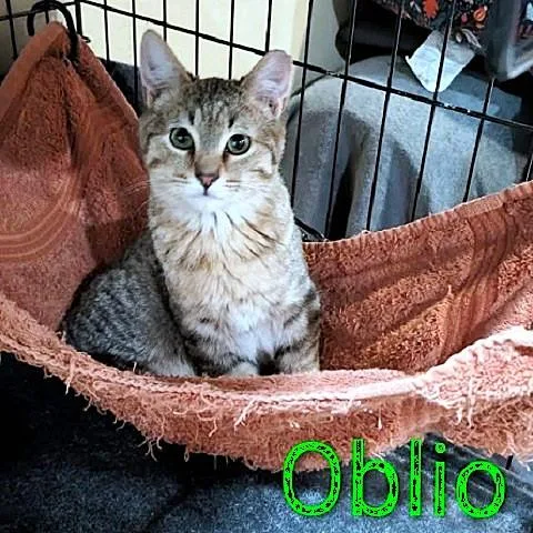 Oblio