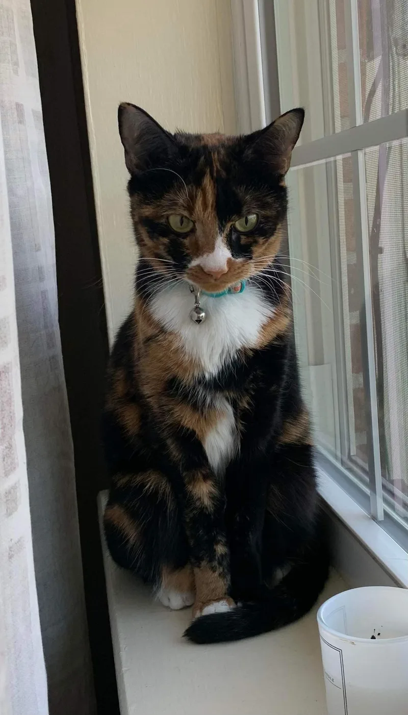 Hazel