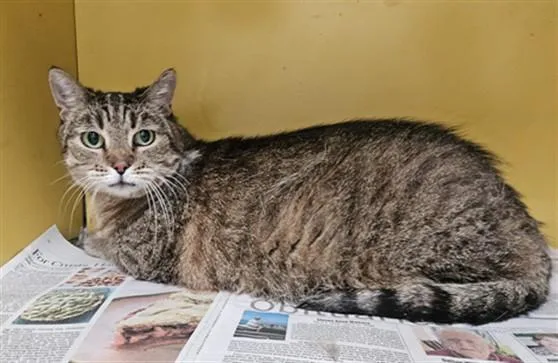 A senior medium-sized female Domestic Short Hair cat named Chiva for adoption in Los Angeles, CA