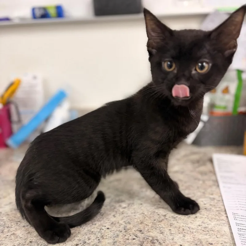 A baby small-sized male Black Domestic Short Hair cat named Oliver for adoption in Spokane, WA