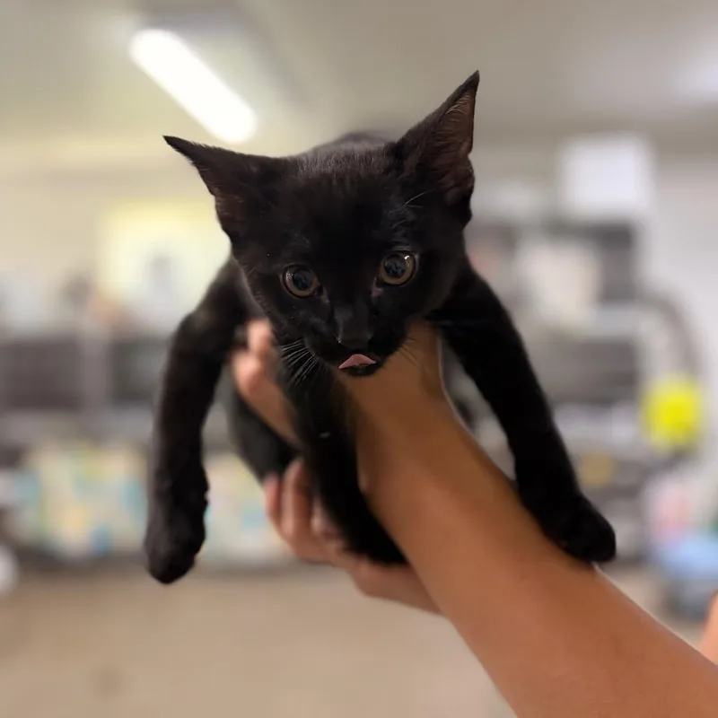 Oliver thumbnail 3