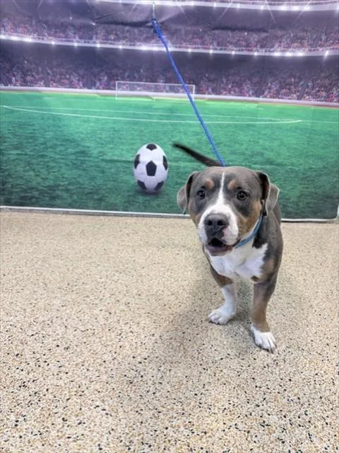 A young medium-sized male American Bulldog dog named Nugget for adoption in Miami, FL