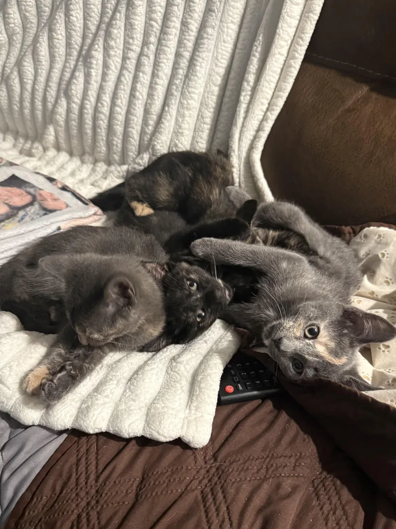 A young medium-sized female Dilute Calico cat named Greta for adoption in Bloomfield, NJ