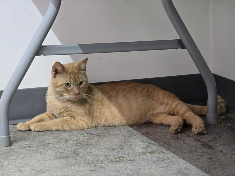 An adult medium-sized male Tabby (Orange / Red) Domestic Short Hair cat named Yoshi for adoption in Tyner, KY