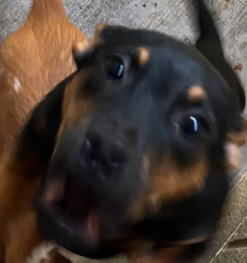 Peanut Butter