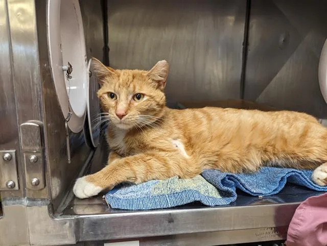 An adult large-sized male Domestic Short Hair cat named Merlin for adoption in Fort Wayne, IN