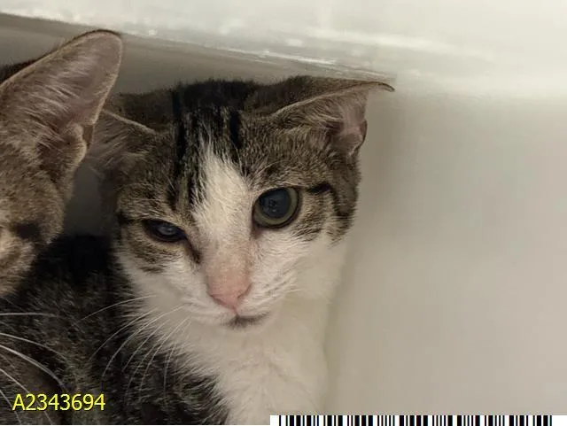 A baby small-sized female Domestic Short Hair cat named Mandi for adoption in West Palm Beach, FL