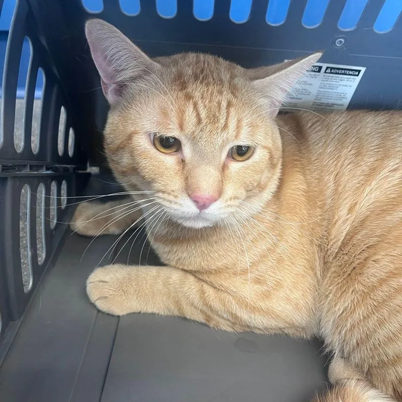 An adult large-sized male Orange / Red Domestic Short Hair cat named Sammy for adoption in Kingman, AZ