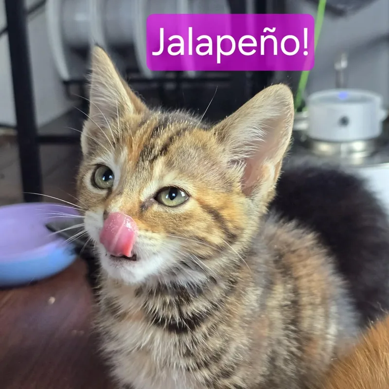 A baby small-sized female Tortoiseshell Domestic Short Hair cat named Jalapeno for adoption in Kent, OH