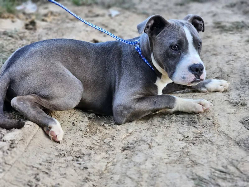 A young medium-sized male Gray / Blue / Silver Bulldog dog named Brik for adoption in Fort Payne, AL