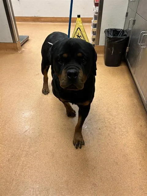 A young large-sized female Rottweiler dog named Missy for adoption in Martinez, CA