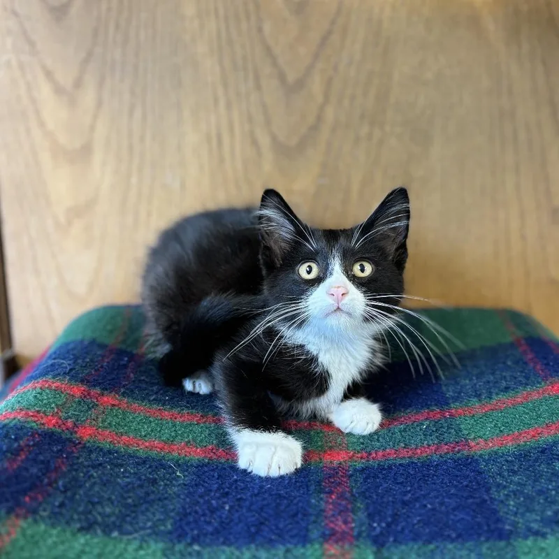 A baby small-sized male Black Domestic Short Hair cat named Whittle for adoption in Fargo, ND