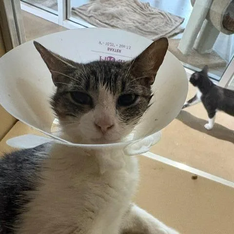 An adult medium-sized female White Domestic Short Hair cat named Celeste for adoption in Leander, TX
