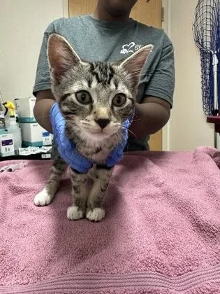 A baby medium-sized male Domestic Short Hair cat named Rama for adoption in Sacramento, CA