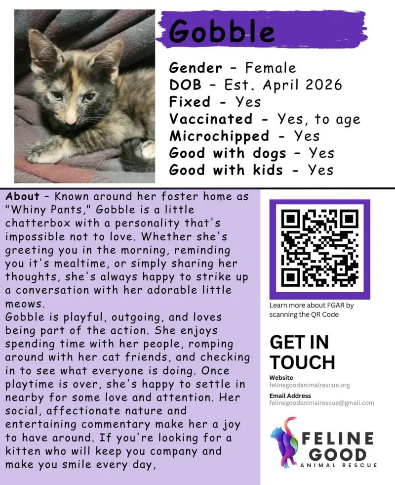 A baby medium-sized female Dilute Tortoiseshell Domestic Short Hair cat named Gobble for adoption in Eugene, OR