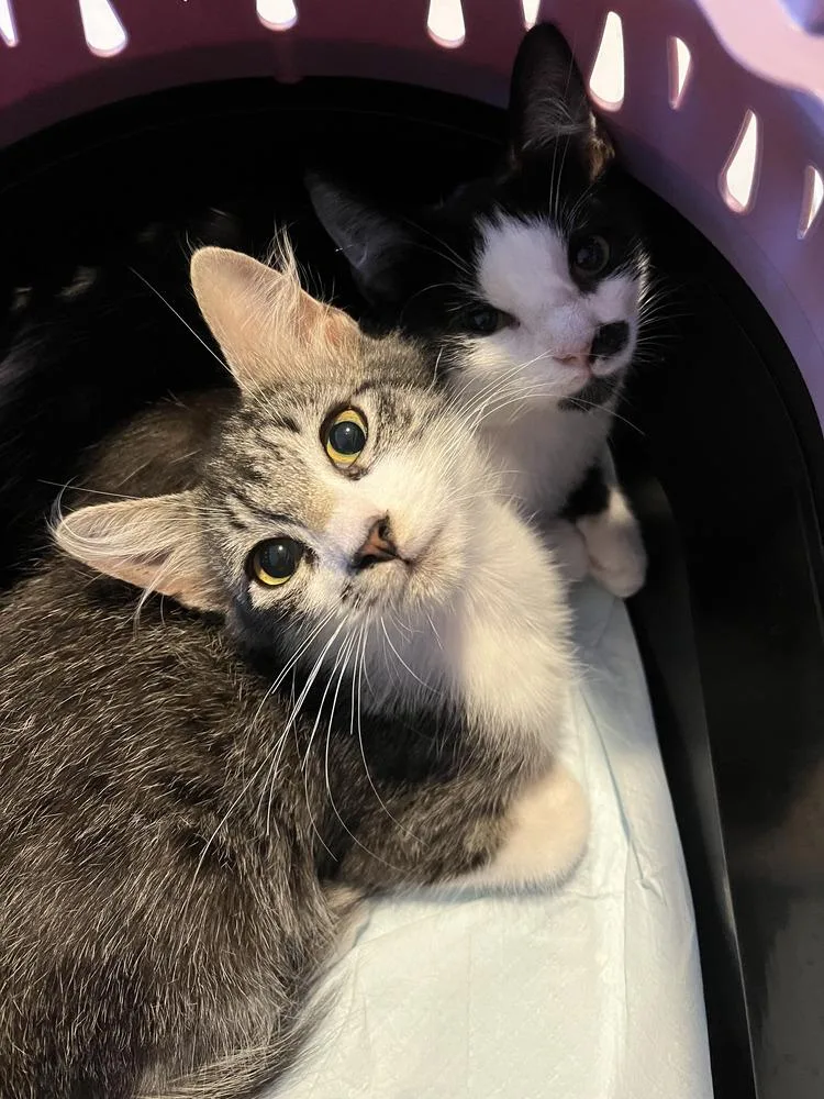 A baby medium-sized male Domestic Short Hair cat named Meenie for adoption in Emerald Isle, NC