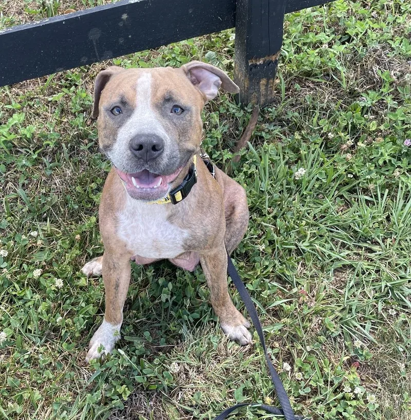 A young medium-sized female Pit Bull Terrier dog named Mabel for adoption in Hamilton, NJ