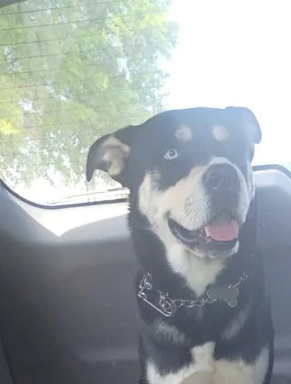 An adult large-sized male Mixed Breed dog named Lucan for adoption in Chamblee, GA
