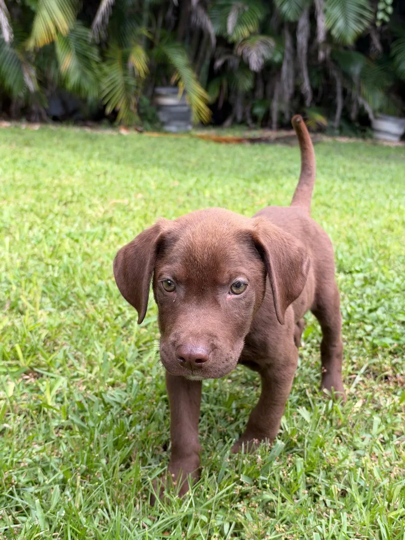 A baby medium-sized male Labrador Retriever dog named Hank for adoption in Royal Palm Beach, FL