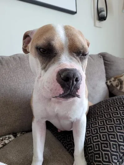 An adult medium-sized female Boxer dog named Sara for adoption in Windsor, CO