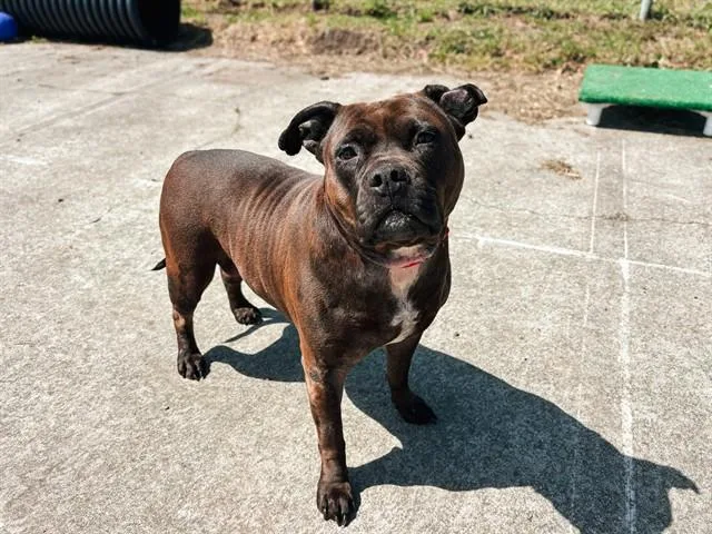 An adult medium-sized female Pit Bull Terrier dog named Tootsie Roll for adoption in McKinleyville, CA