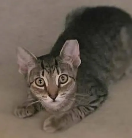 A baby medium-sized male Tabby (Brown / Chocolate) Domestic Short Hair cat named Derek for adoption in Ocean Springs, MS