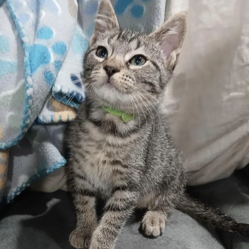 A baby small-sized male Tabby (Buff / Tan / Fawn) Domestic Short Hair cat named Cherokee for adoption in Bentonville, AR