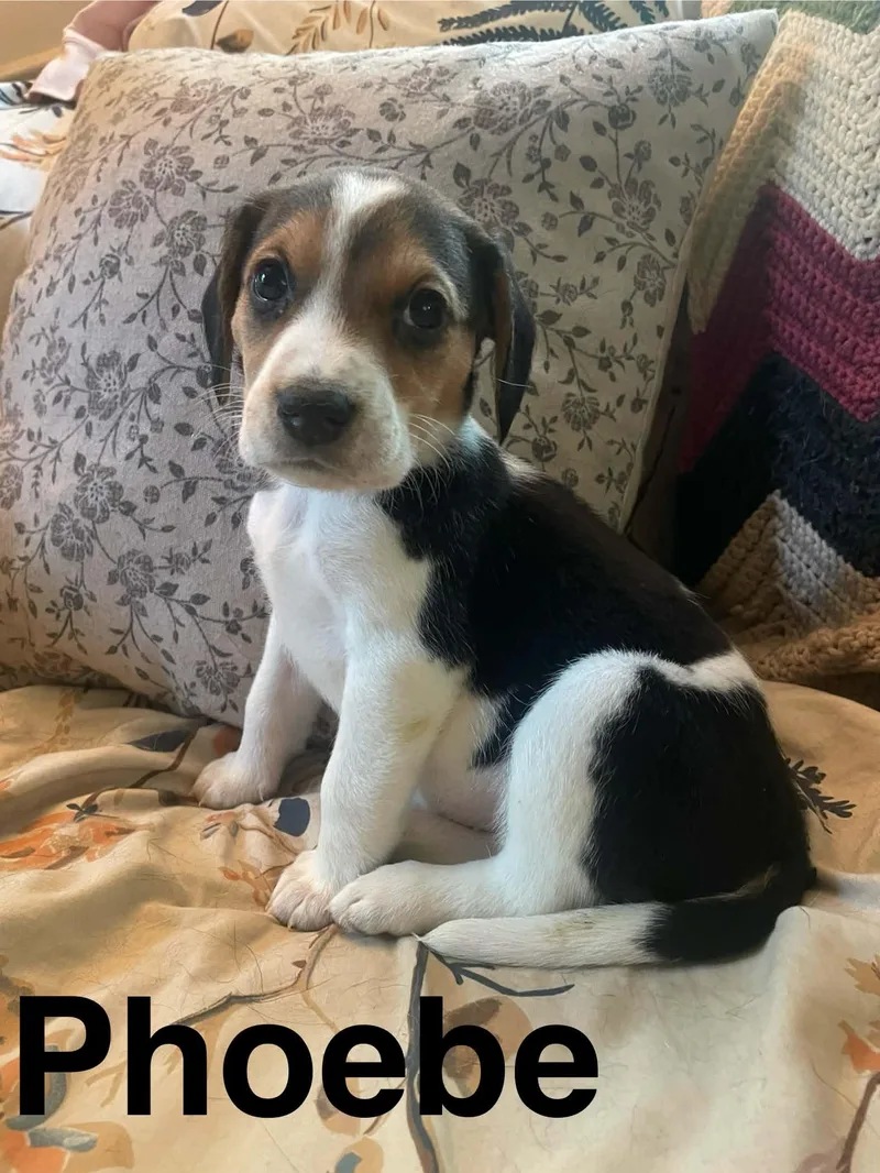 A baby medium-sized female Tricolor (Brown, Black, & White) Beagle dog named Phoebe for adoption in Stafford, VA