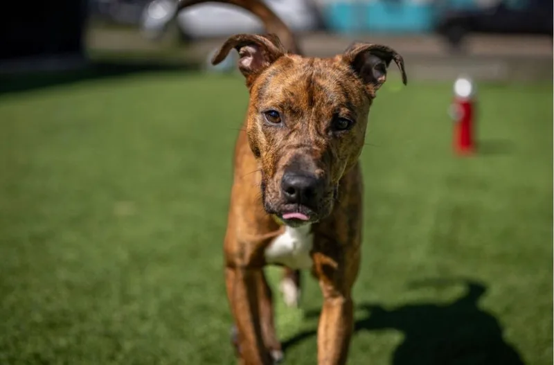A young medium-sized female Mixed Breed dog named Roxy for adoption in Detroit, MI