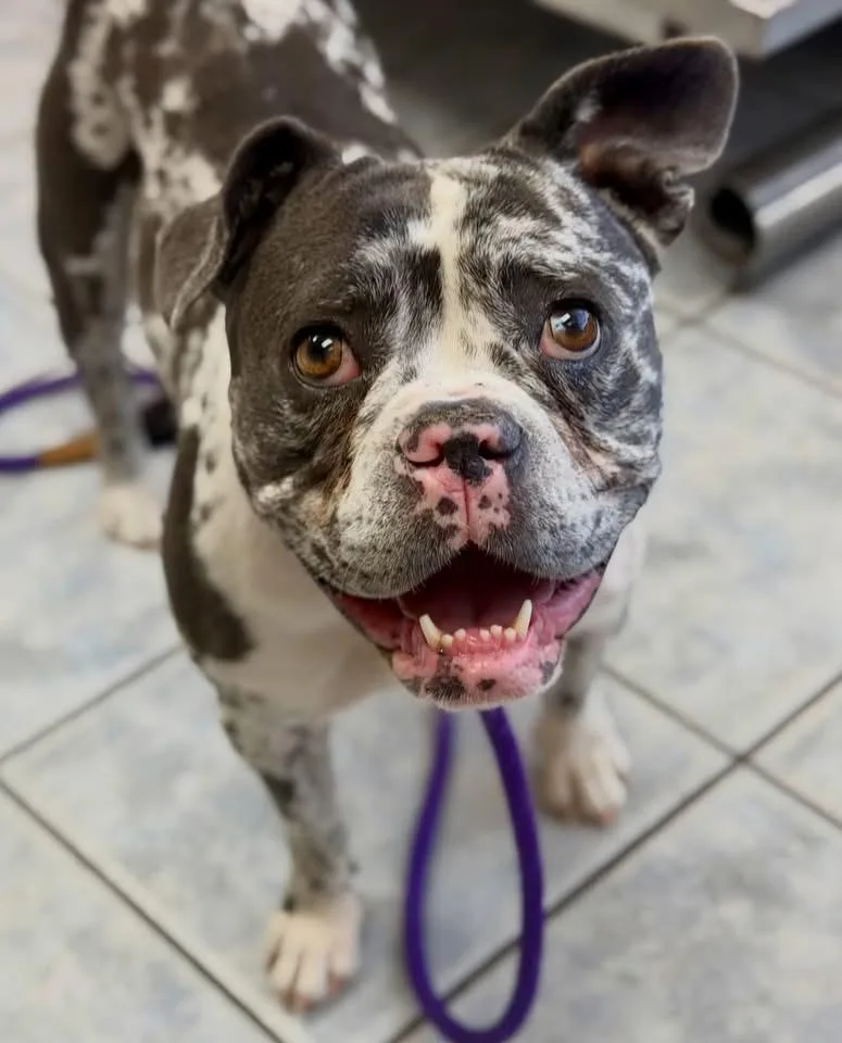 A young medium-sized female Bulldog dog named Tiki for adoption in Las Vegas, NV